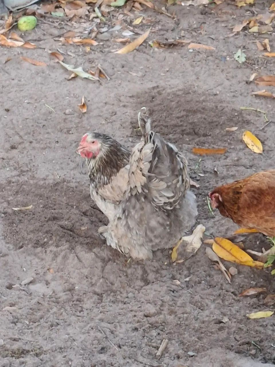 Vendo gatinha  - Foto 4