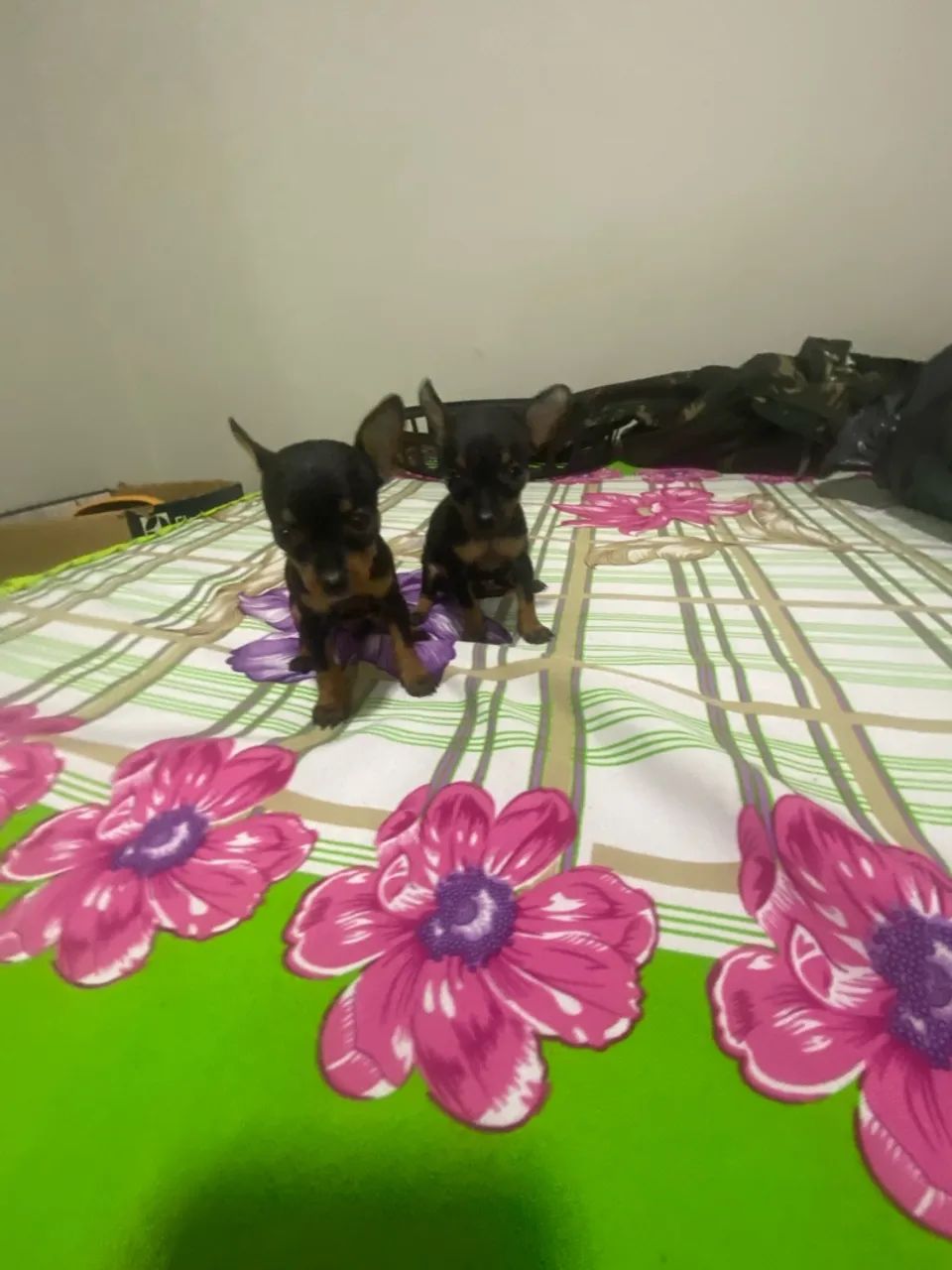 Pinscher zerinho - Foto 5