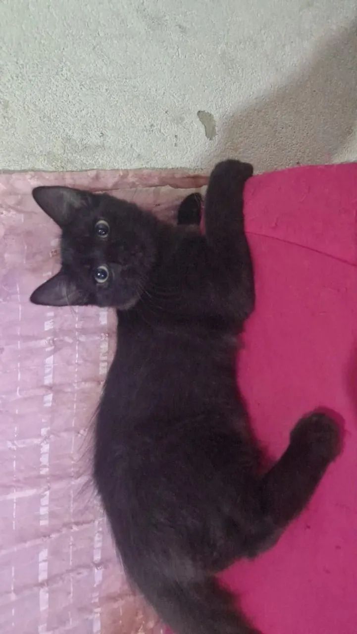 Doação de Gatos - Foto 4