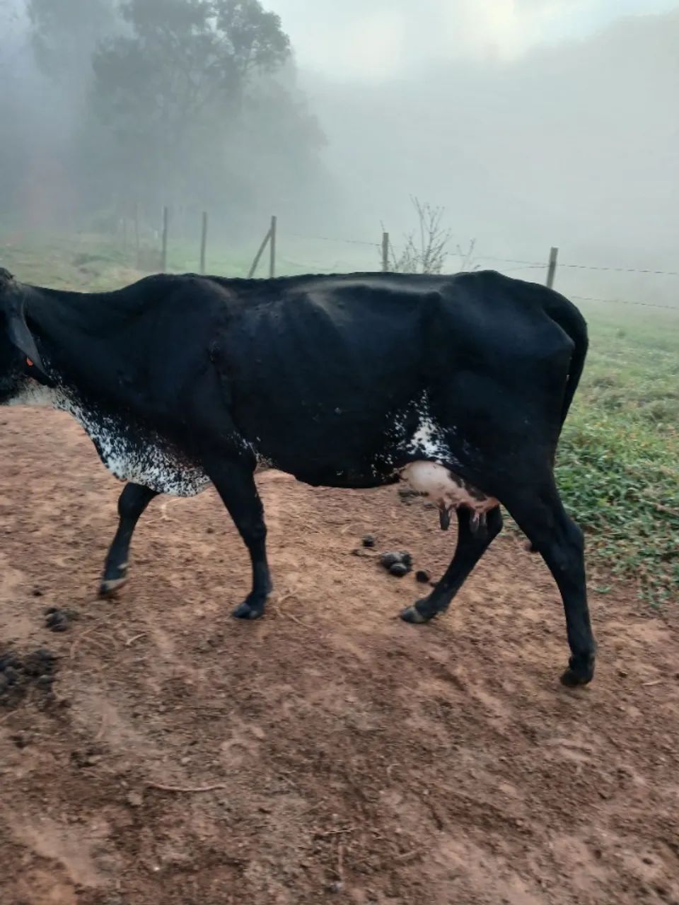 Venda de vacas de leite