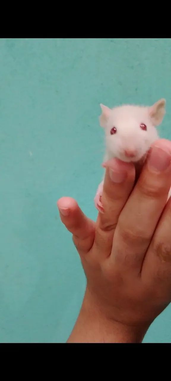 Vende-se dupla de filhotes machos de rato twister padrão Diferenciado - Foto 4