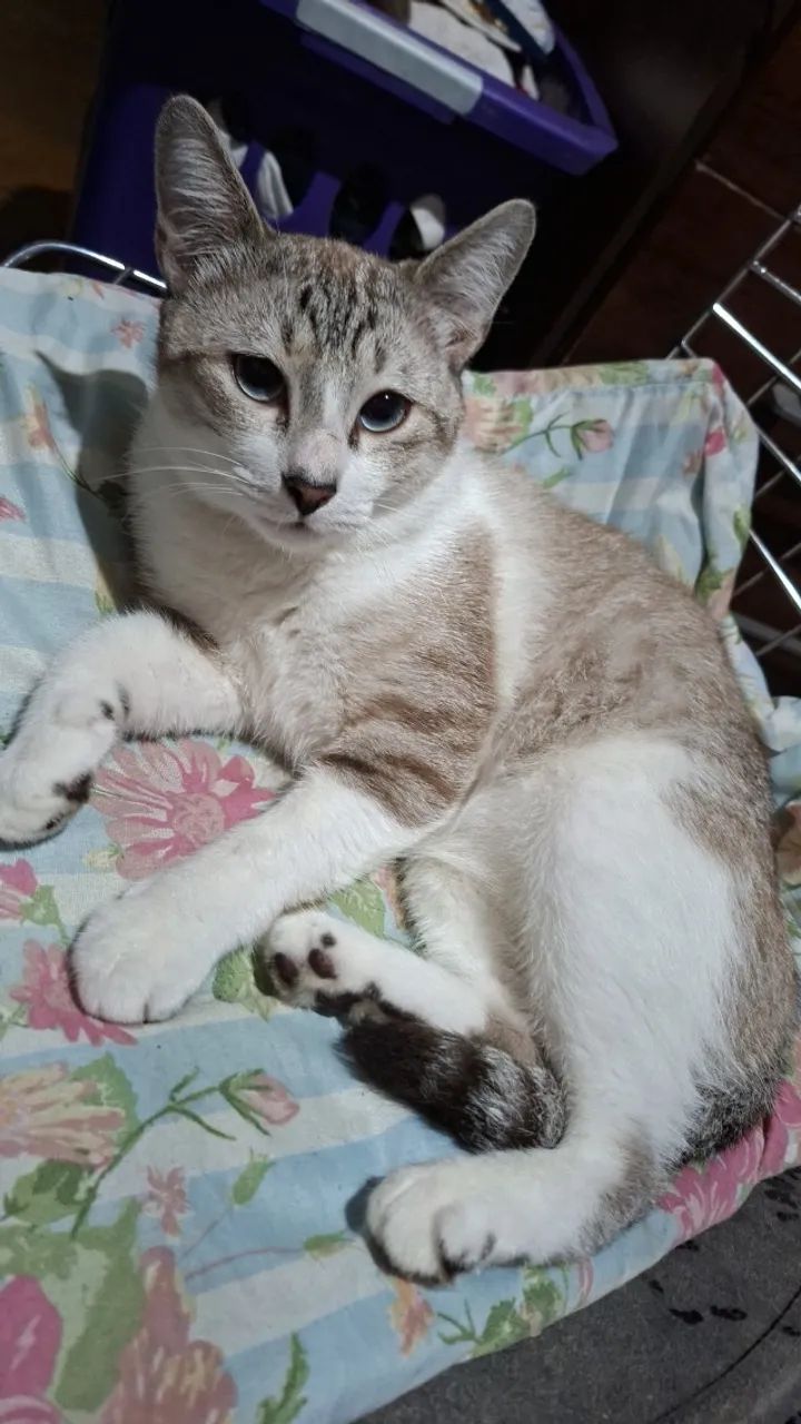 Gato de 1 ano, castrado - Foto 3
