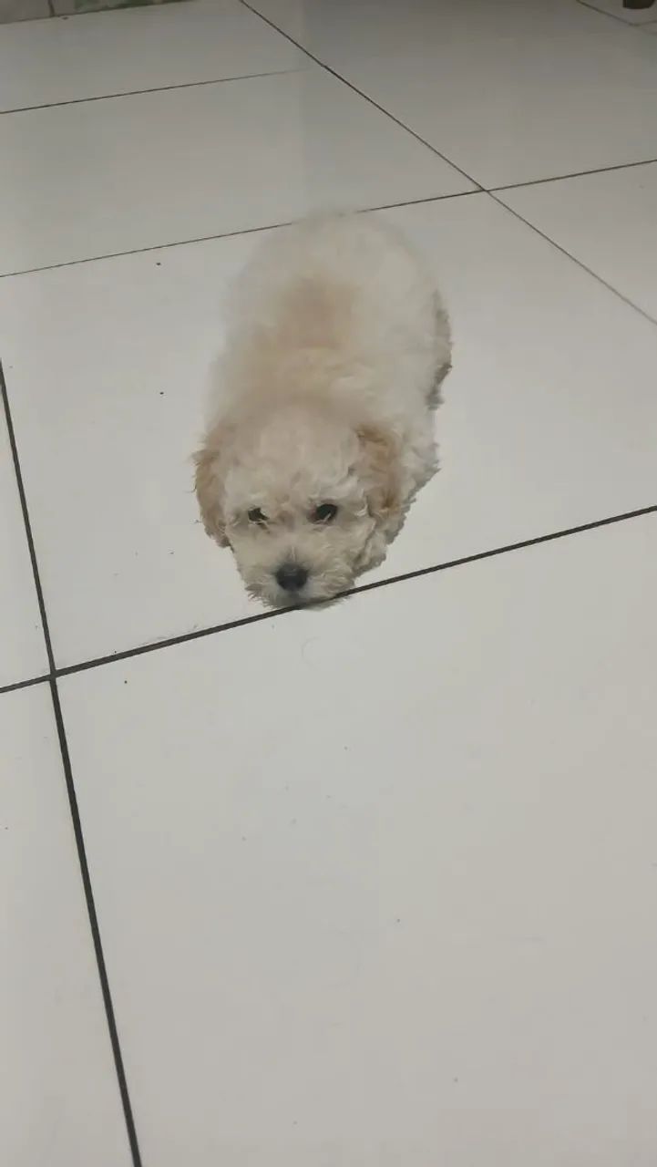 Filhotes de Poodle  - Foto 2