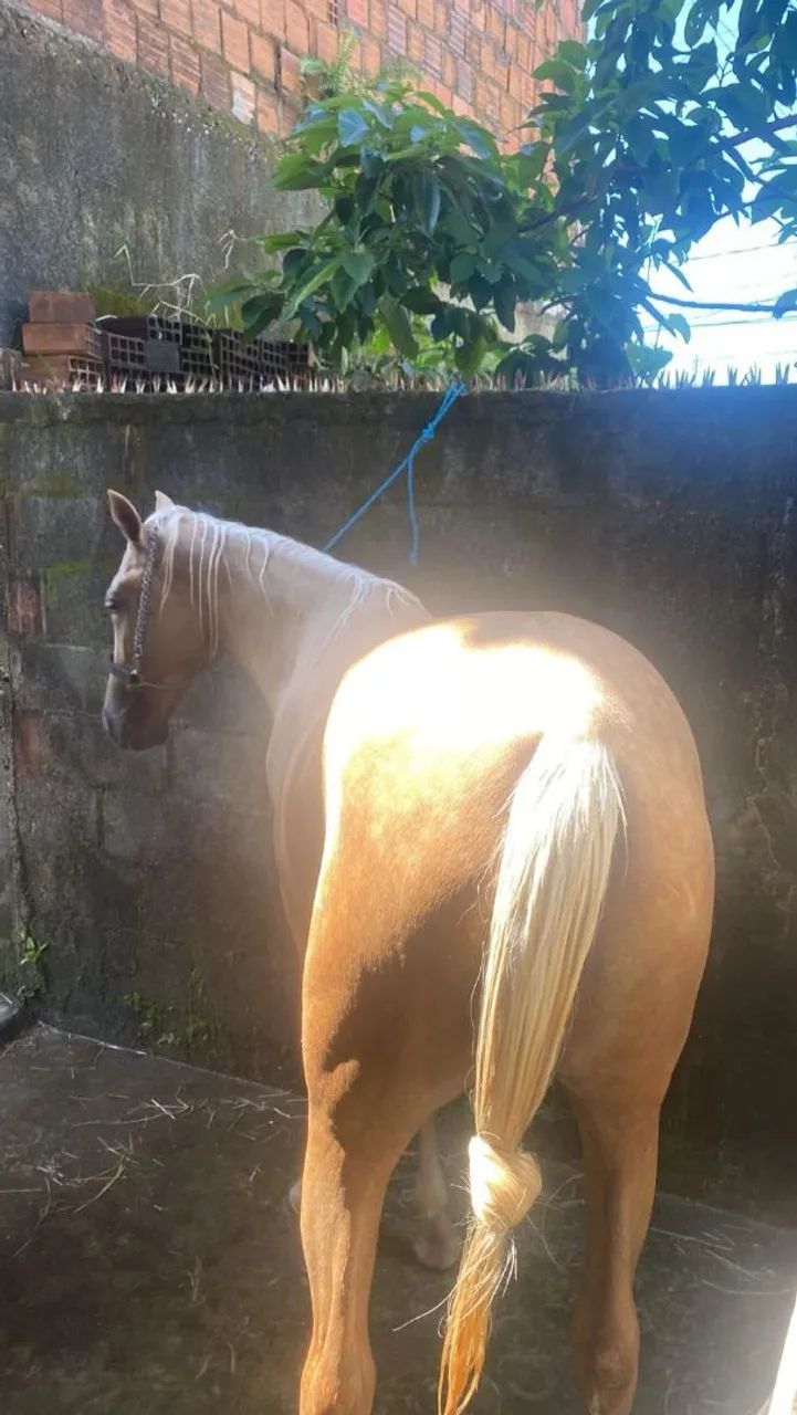 Cavalo - Foto 3