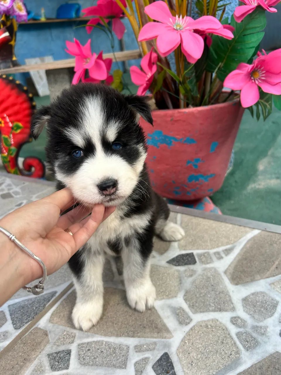 Husky siberiano  - Foto 2