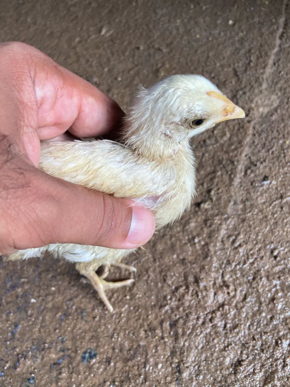 galinha garnizé - Foto 3