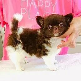 Chihuahua,Chihuahua Filhote Pronto Para Novo Lar