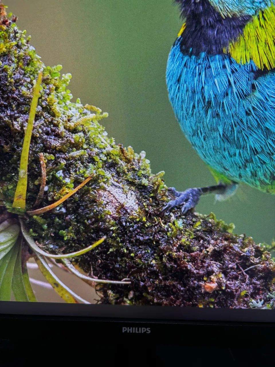 Monitor Philips 24? Full HD IPS 75Hz - Foto 3
