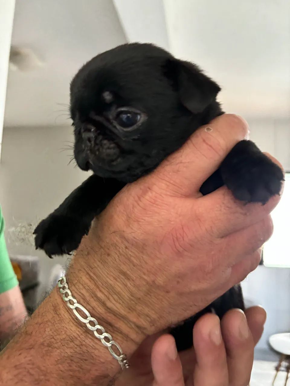 Filhote de Pug
