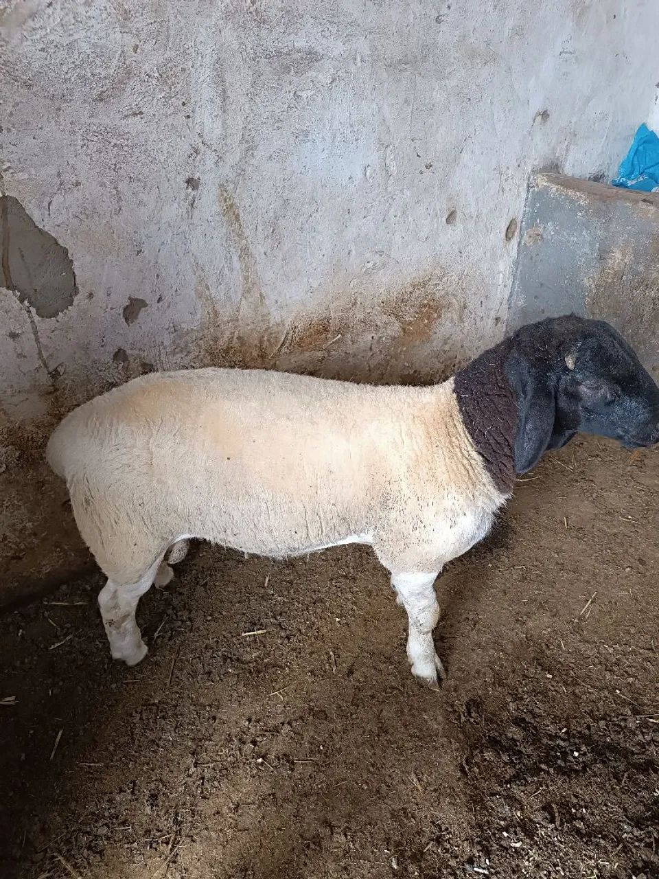Borrego Dorper  - Foto 3