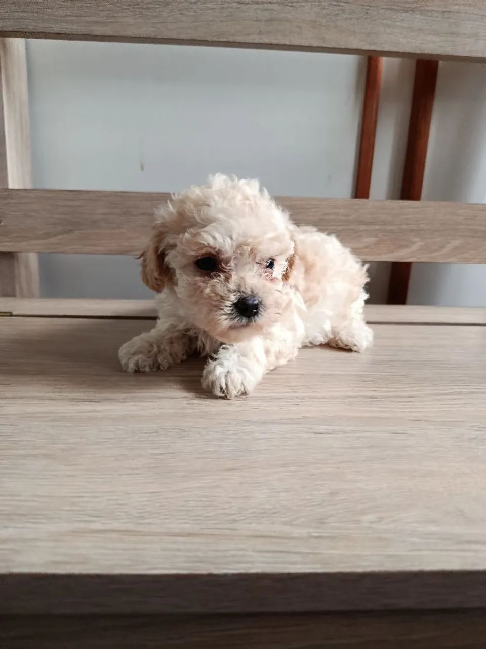 Poodle mini macho  - Foto 2