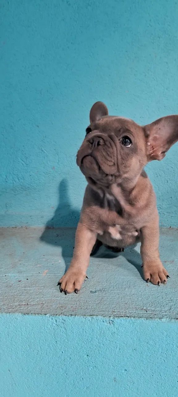 Buldog francês  - Foto 2