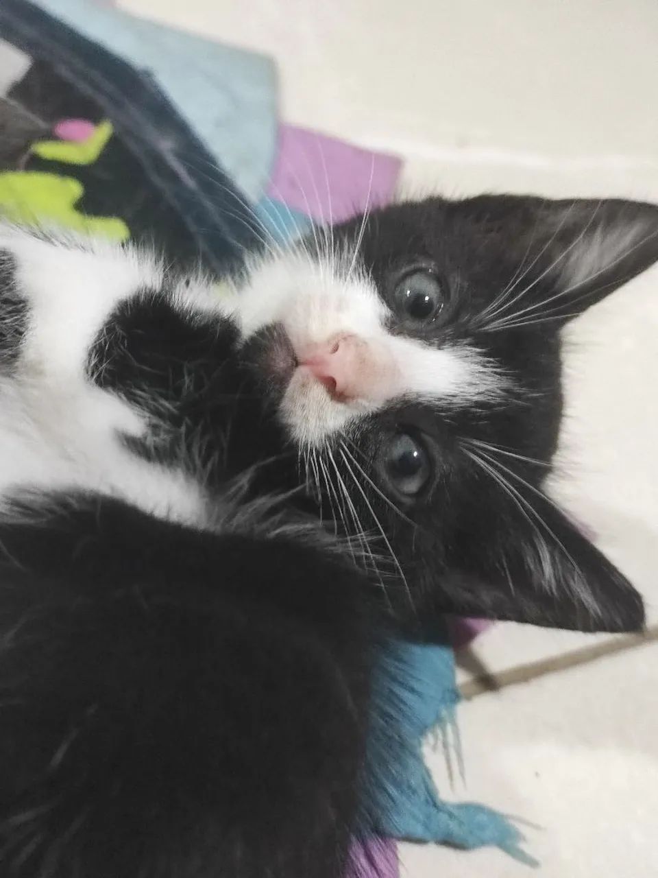 Gatinhas para adoção 