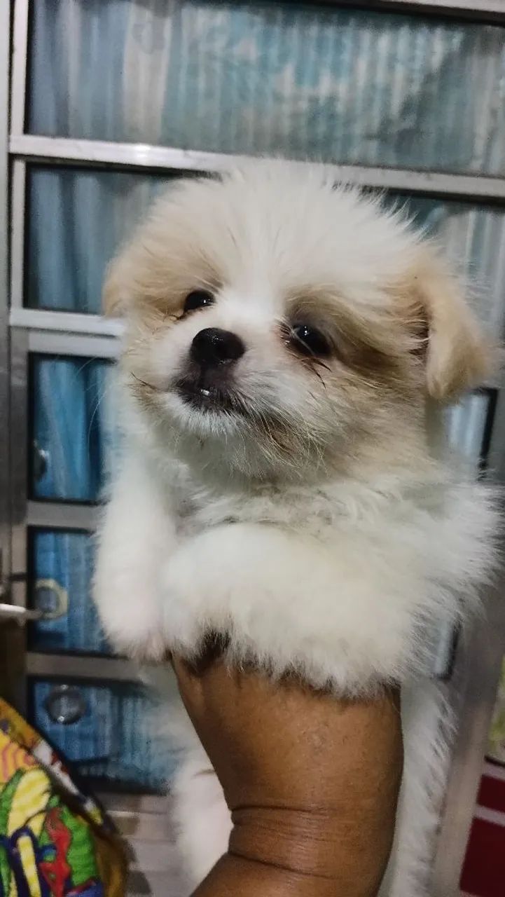 Lulu X shihtzu  - Foto 3