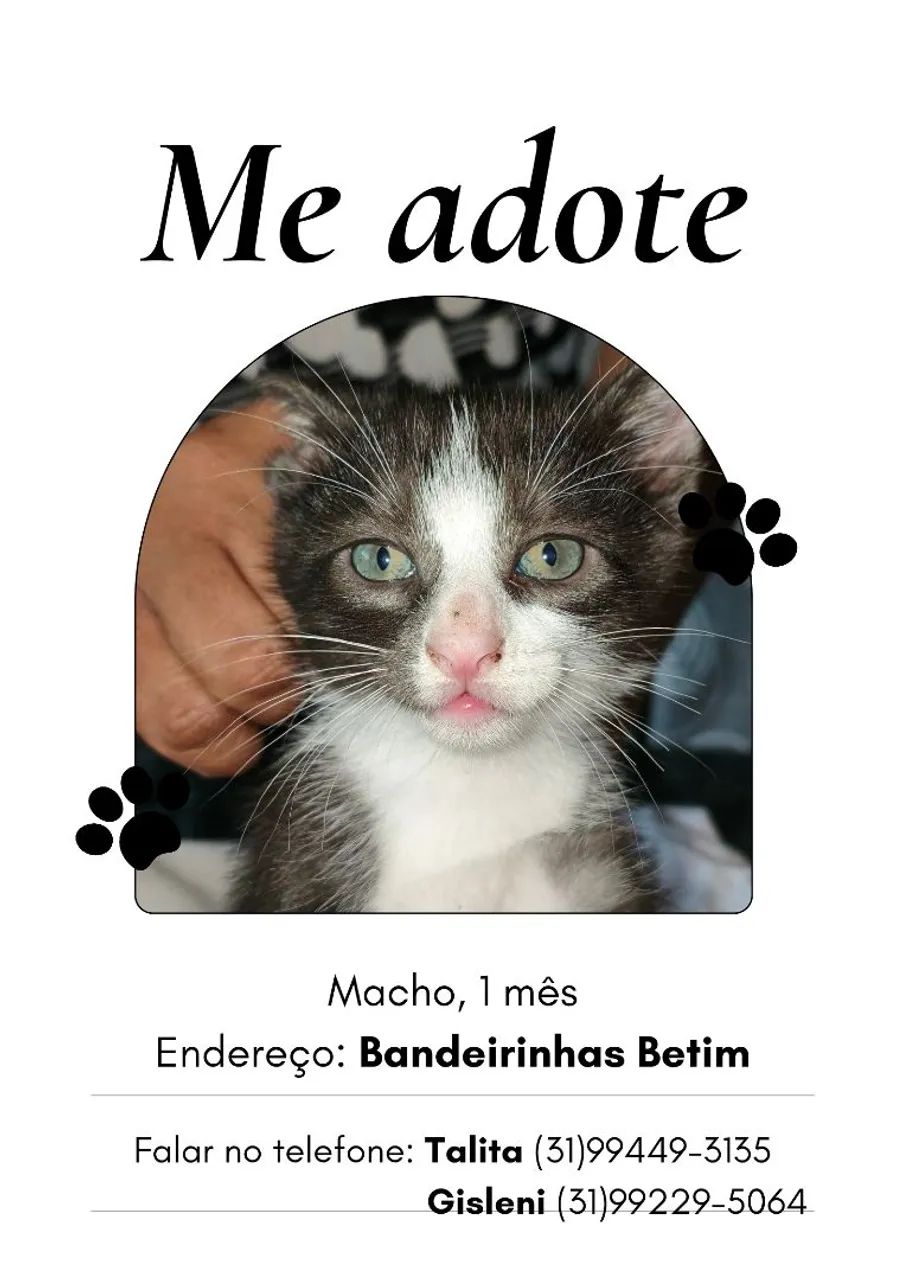 Gatos Gatinhos filhotes para adoção  - Foto 3