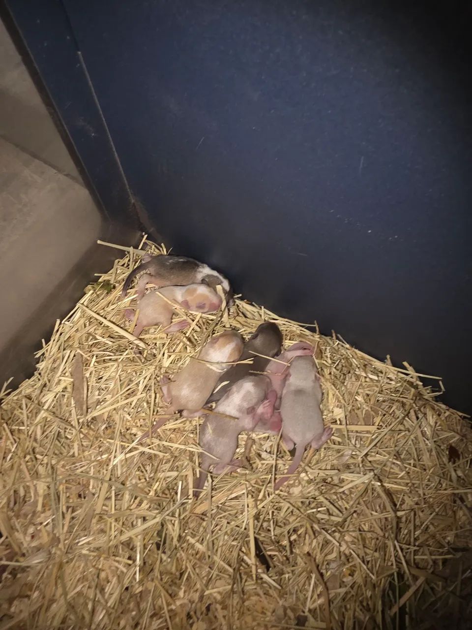 Vendo esquilo da mongolia (Gerbil)