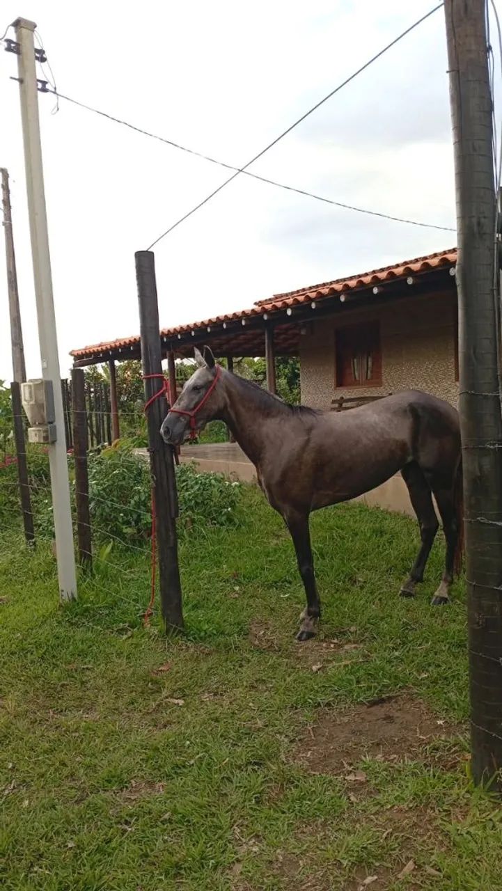 ÉGUA MANGALARGA  - Foto 2