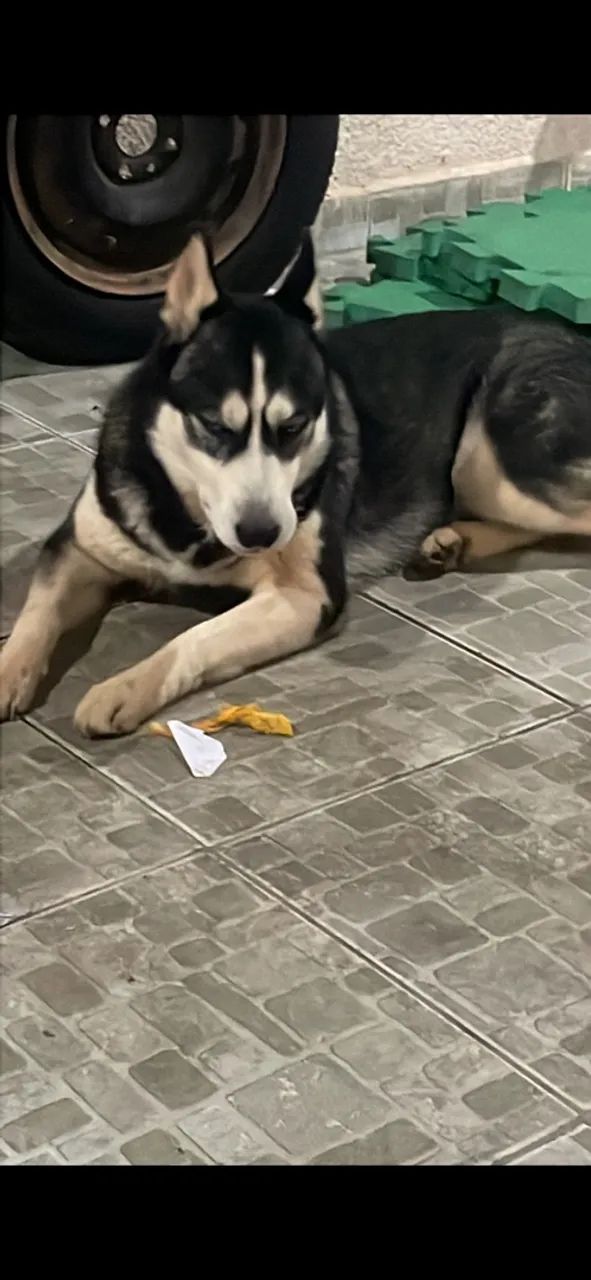 Doa-se husky Siberiano - Foto 2
