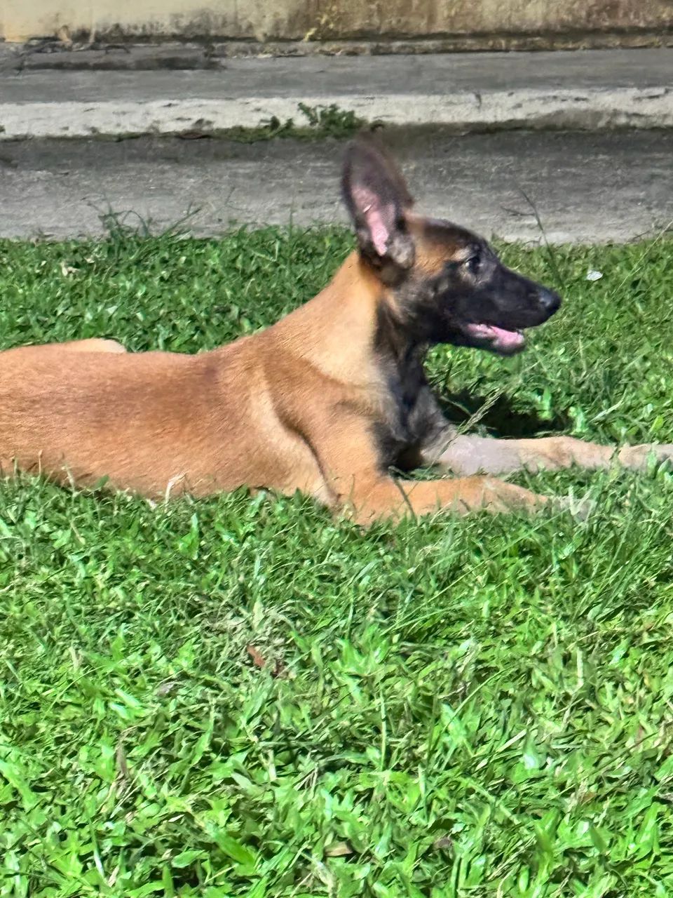 Belga de Malinois filhotes  - Foto 3
