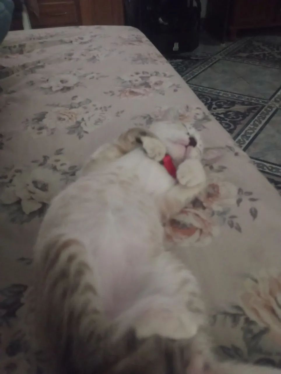 Doação gato macho - Foto 3