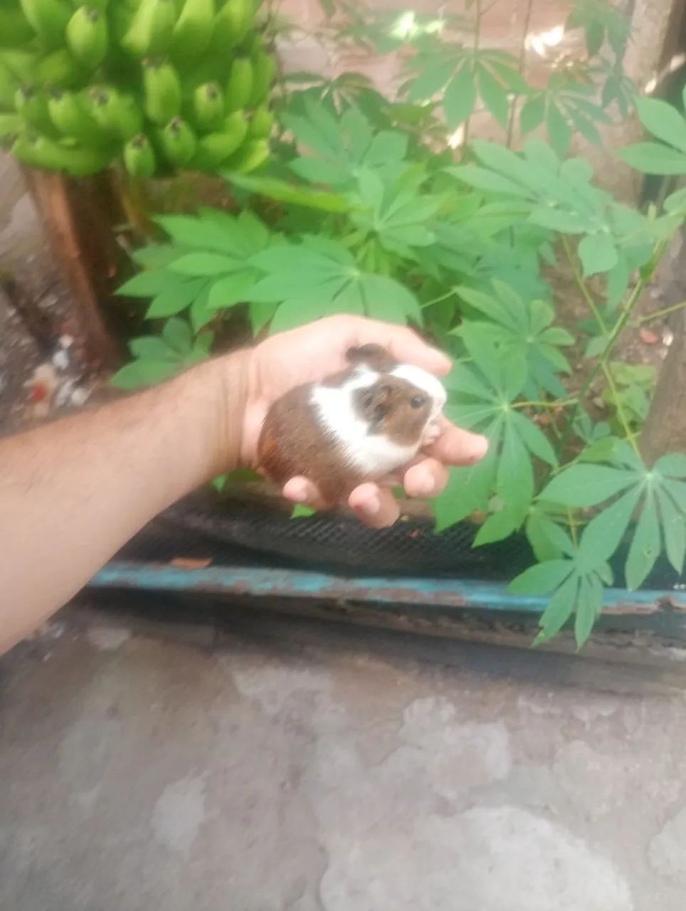 Porquinhos da índia filhote 