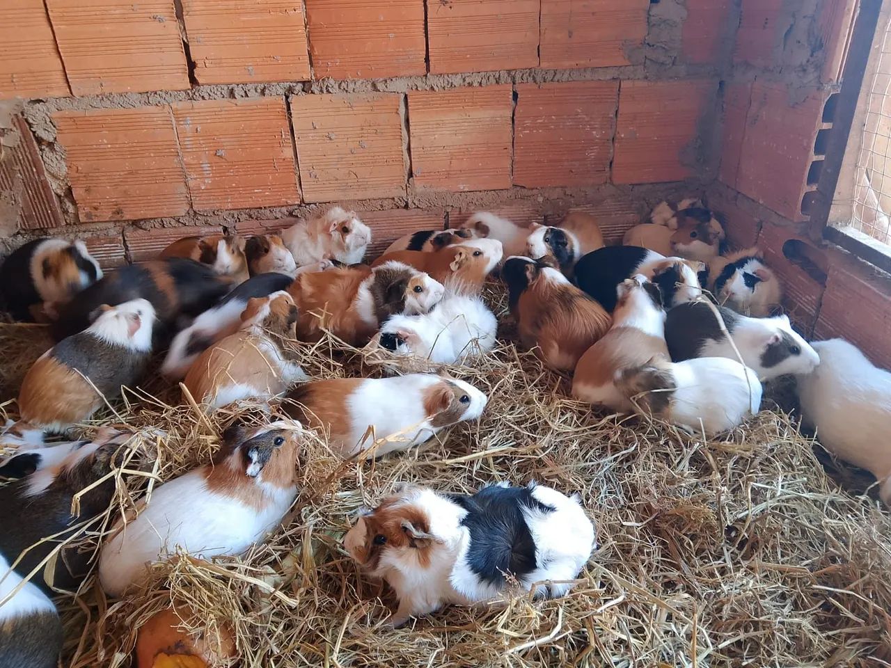 PPRQUINHO DA ÍNDIA 
