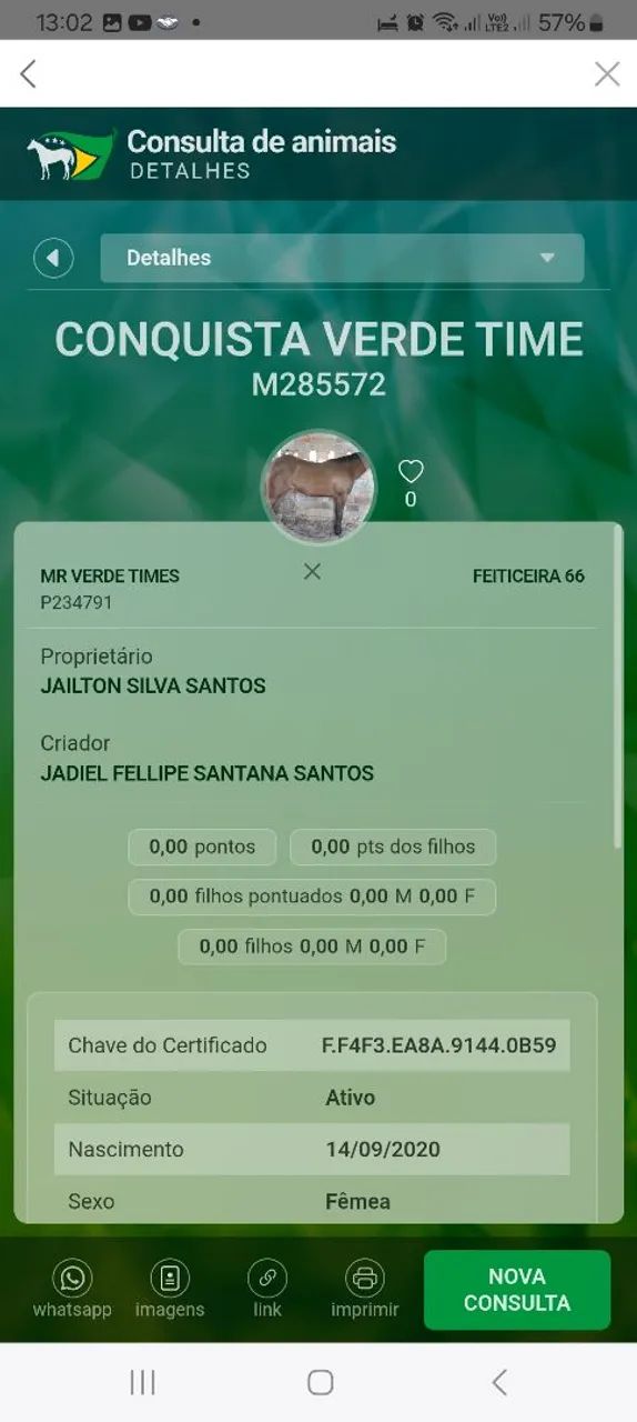 Égua Quarto de milha registrada  - Foto 3