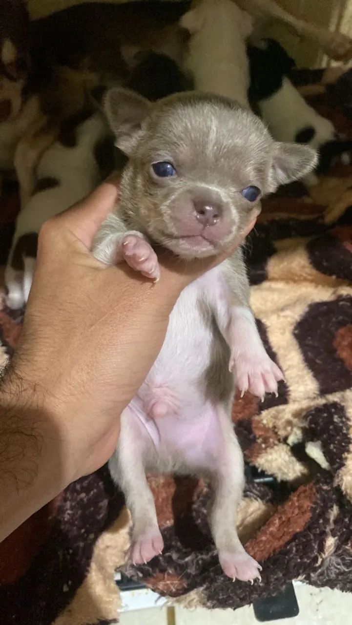 Chihuauha  - Foto 4