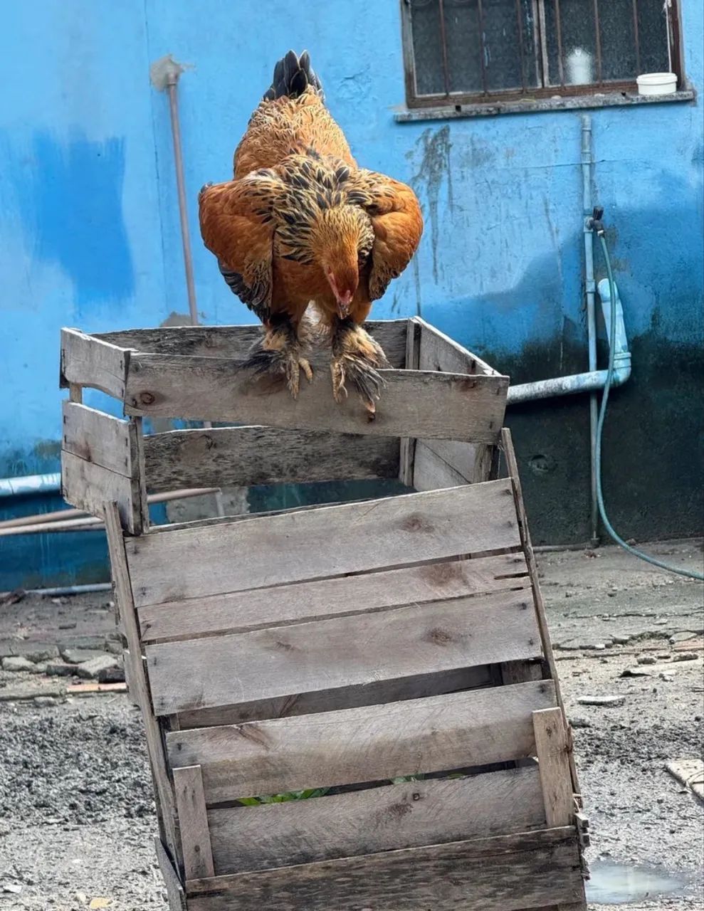 galinha de raça brahma - Foto 3