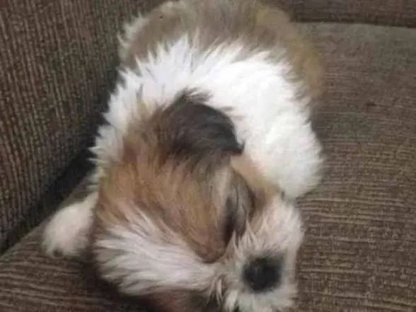 Doação de Shih Tzu - Foto 2