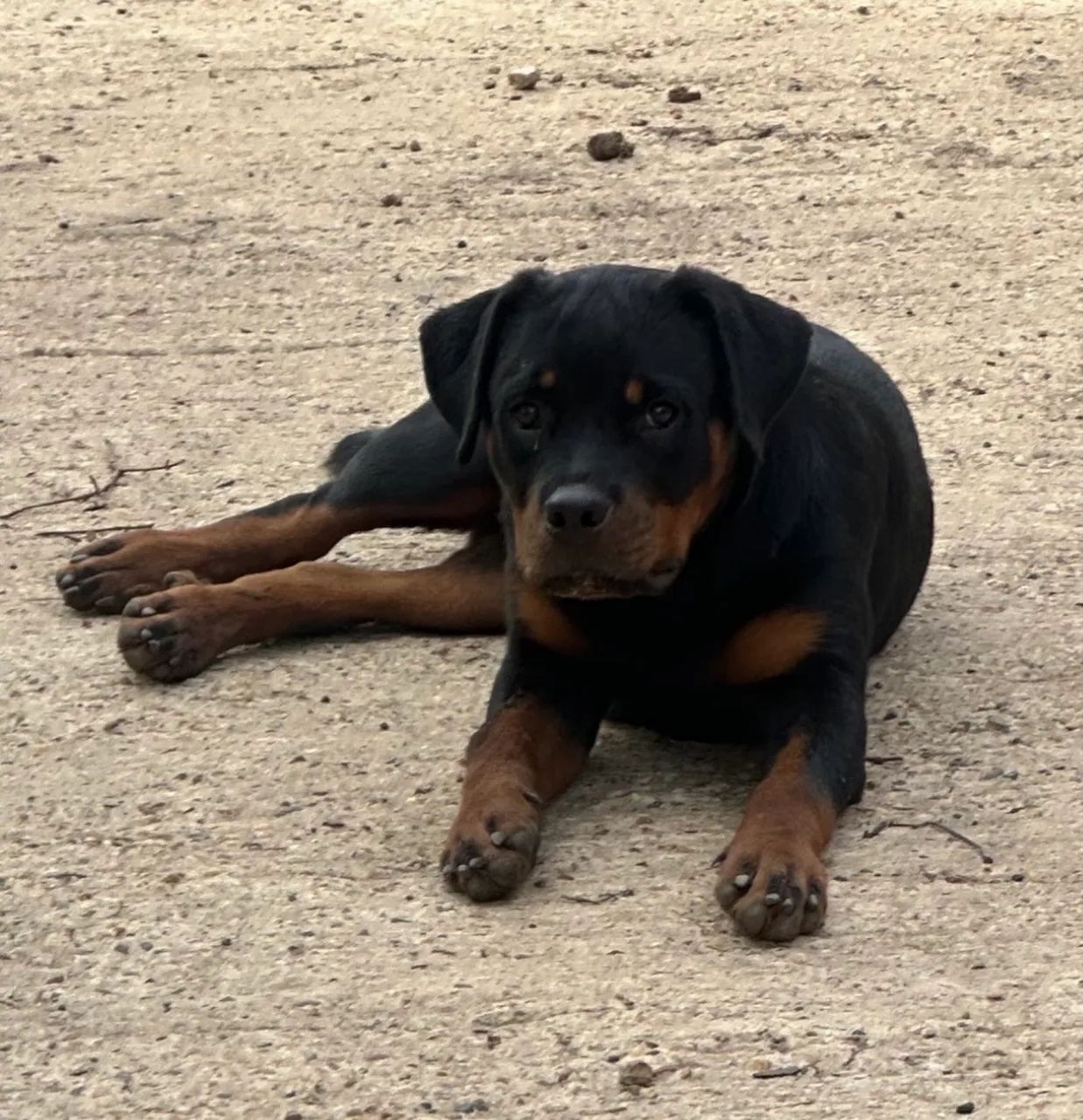 ROTTWEILER  - Foto 3