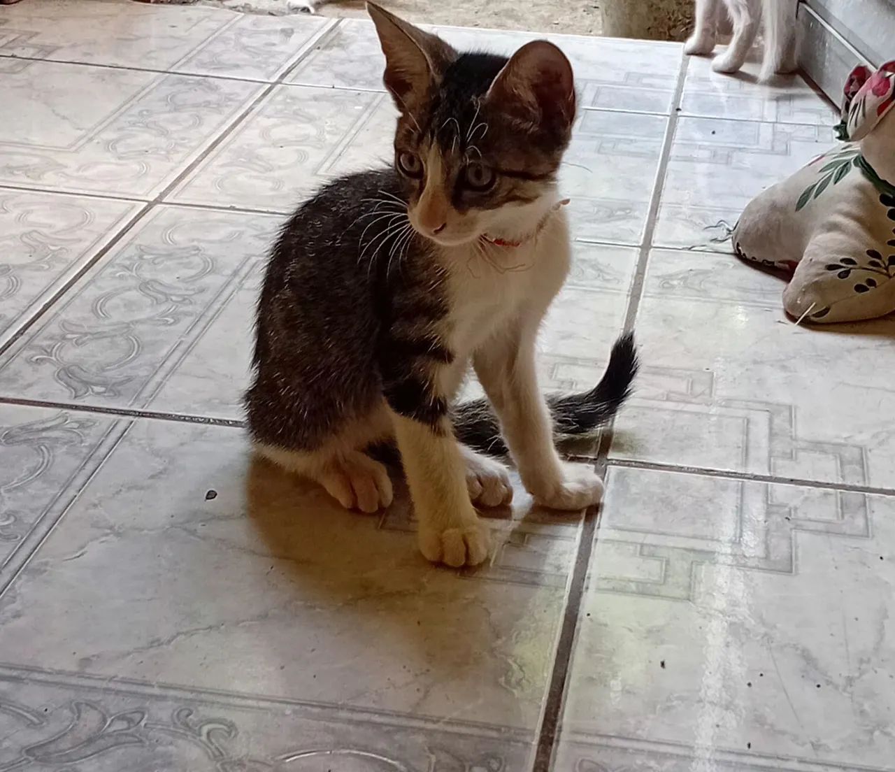 Adote um felinofique feliz e ele mais feliz!!!? - Foto 5