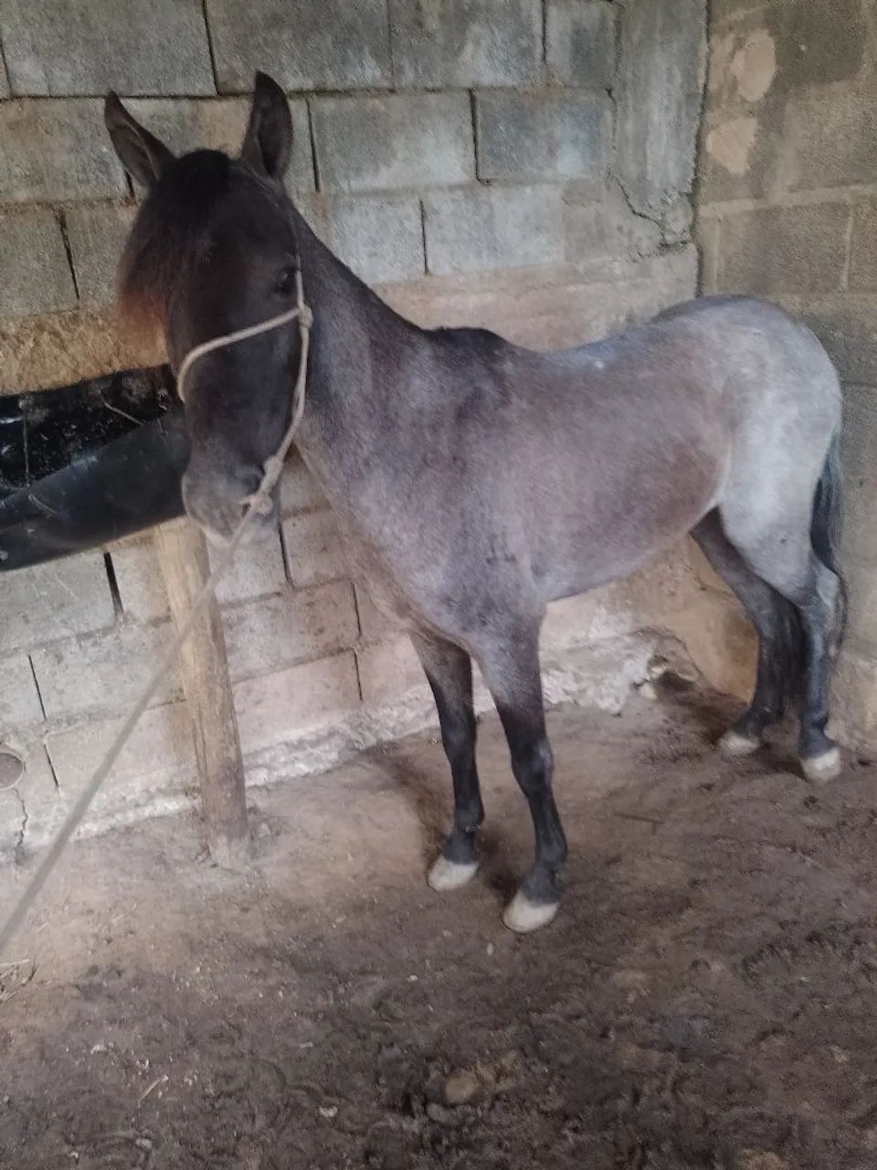 Vendo piquira Extra de sela  - Foto 4