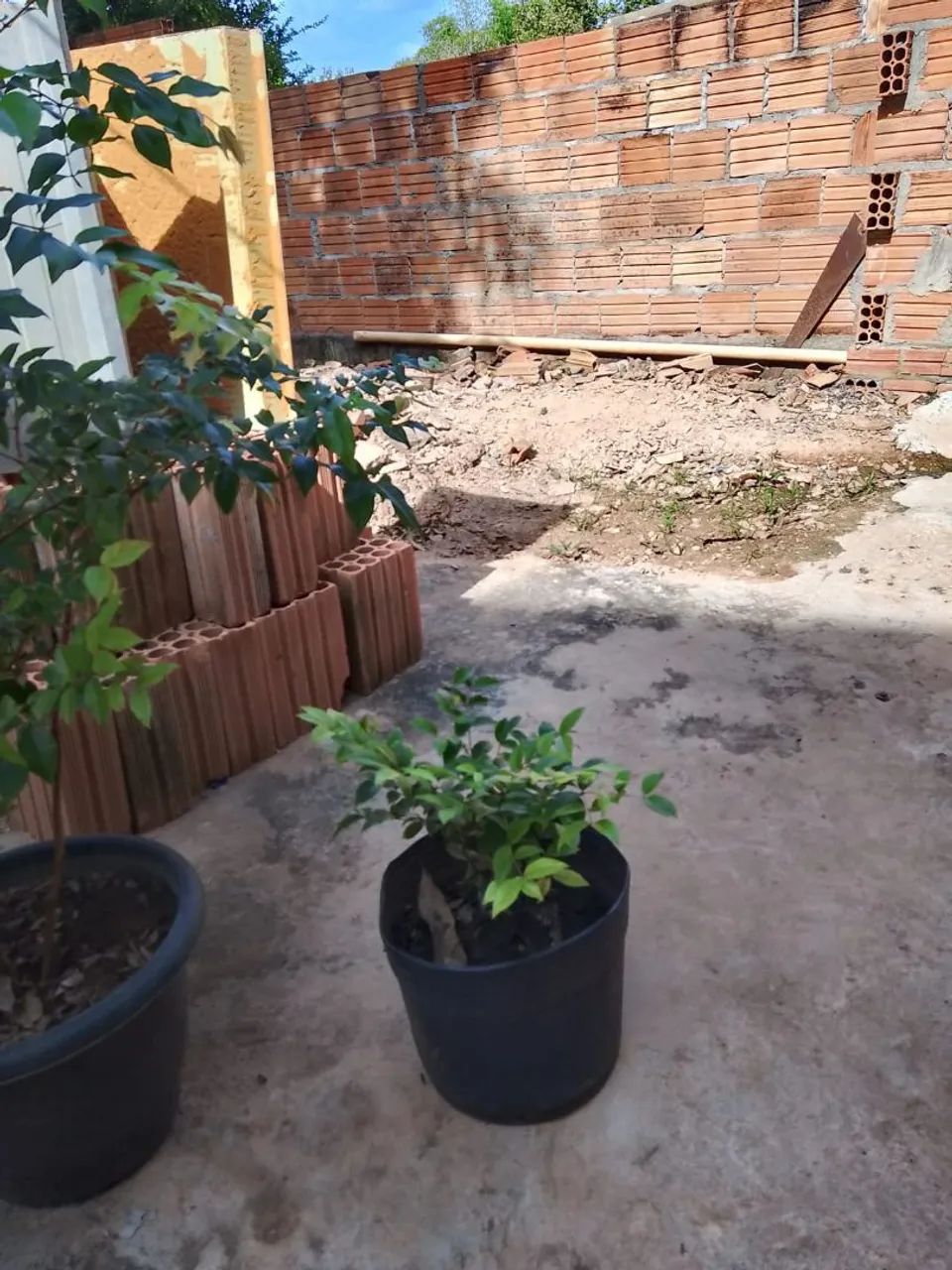 Plantas - Foto 3