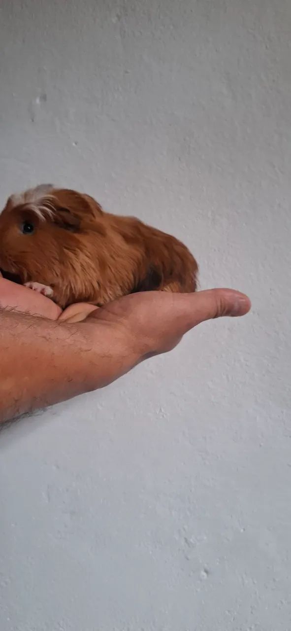 Cobaya65203908005251122