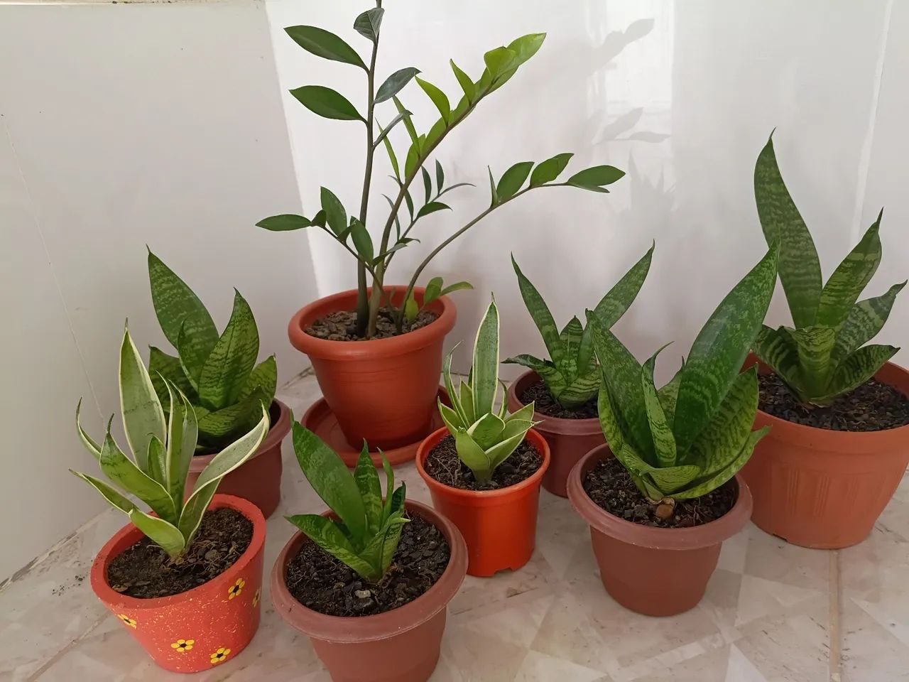 Plantas - Foto 2