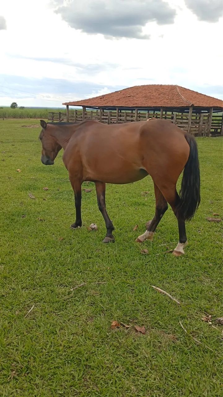 Animais 65093396606851121