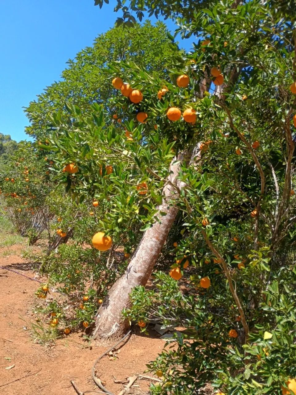 Vendo granja  - Foto 5