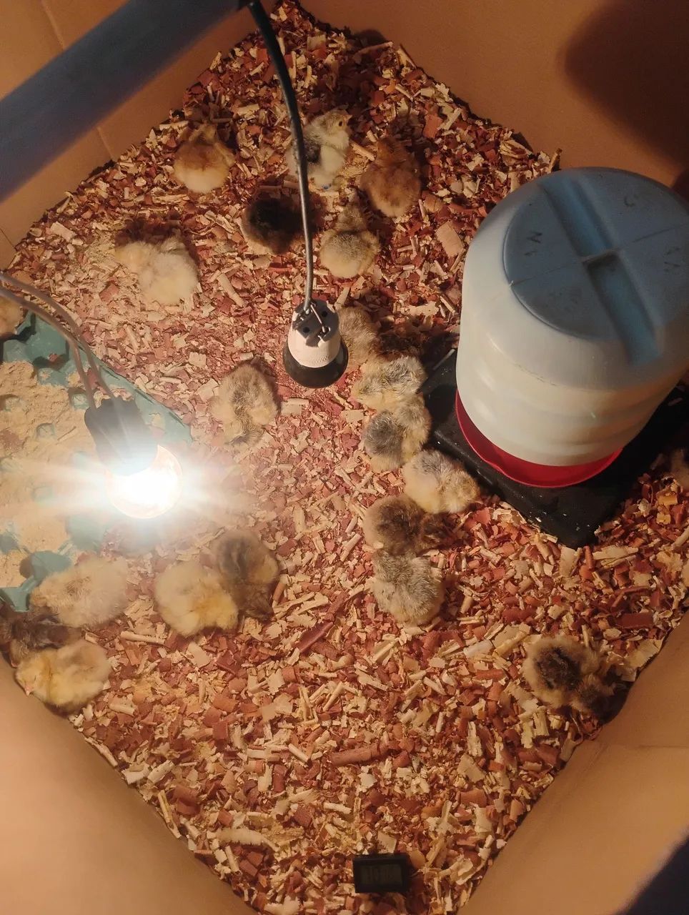 Pintinhos Brahma  - Foto 4