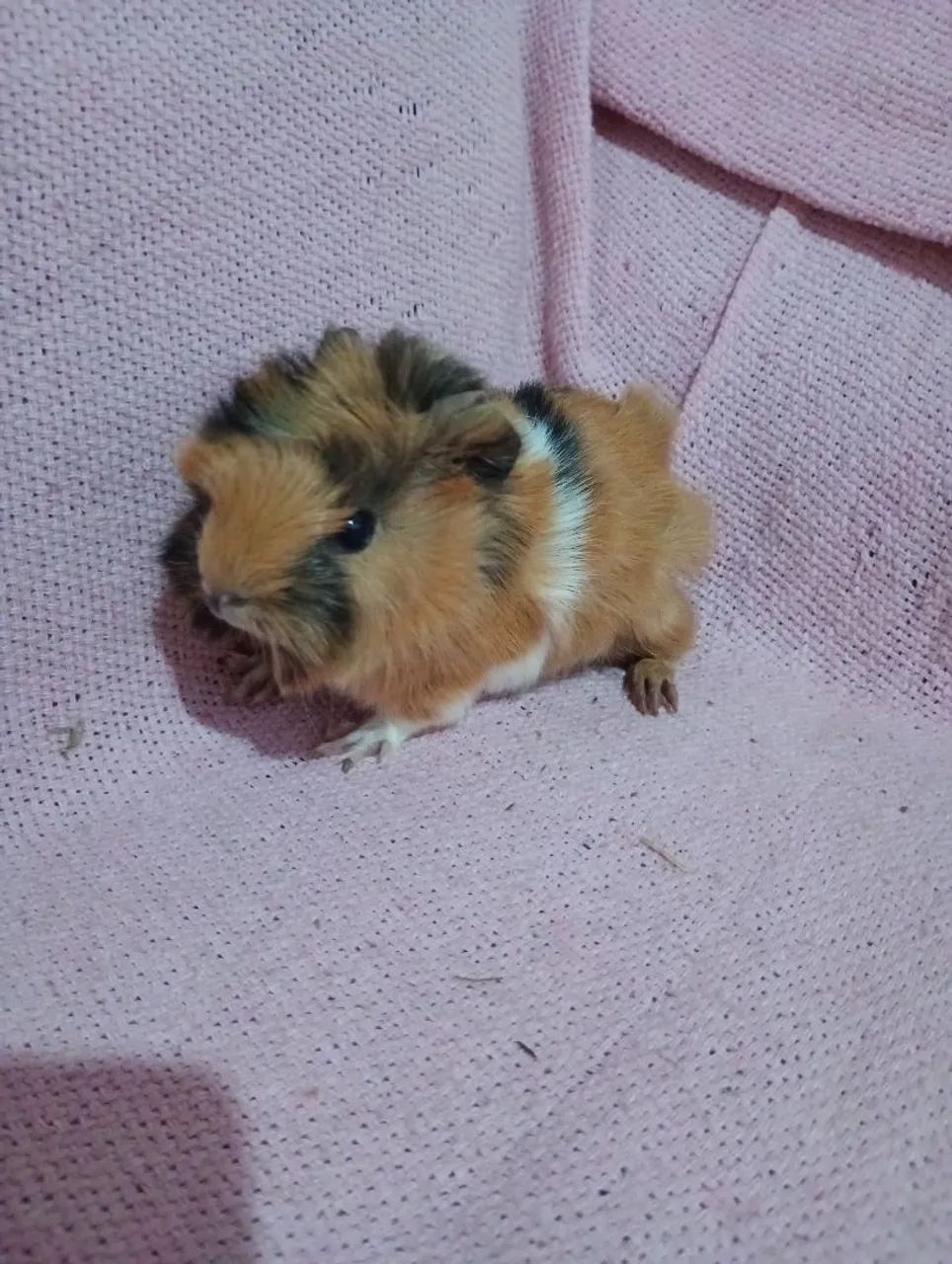 porquinho da índia macho - Foto 3