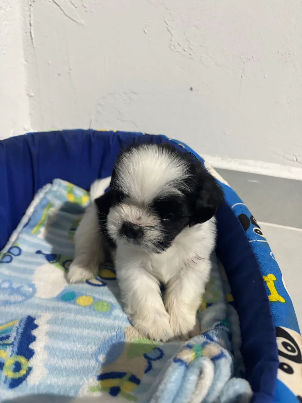 Shih tzu macho  - Foto 3