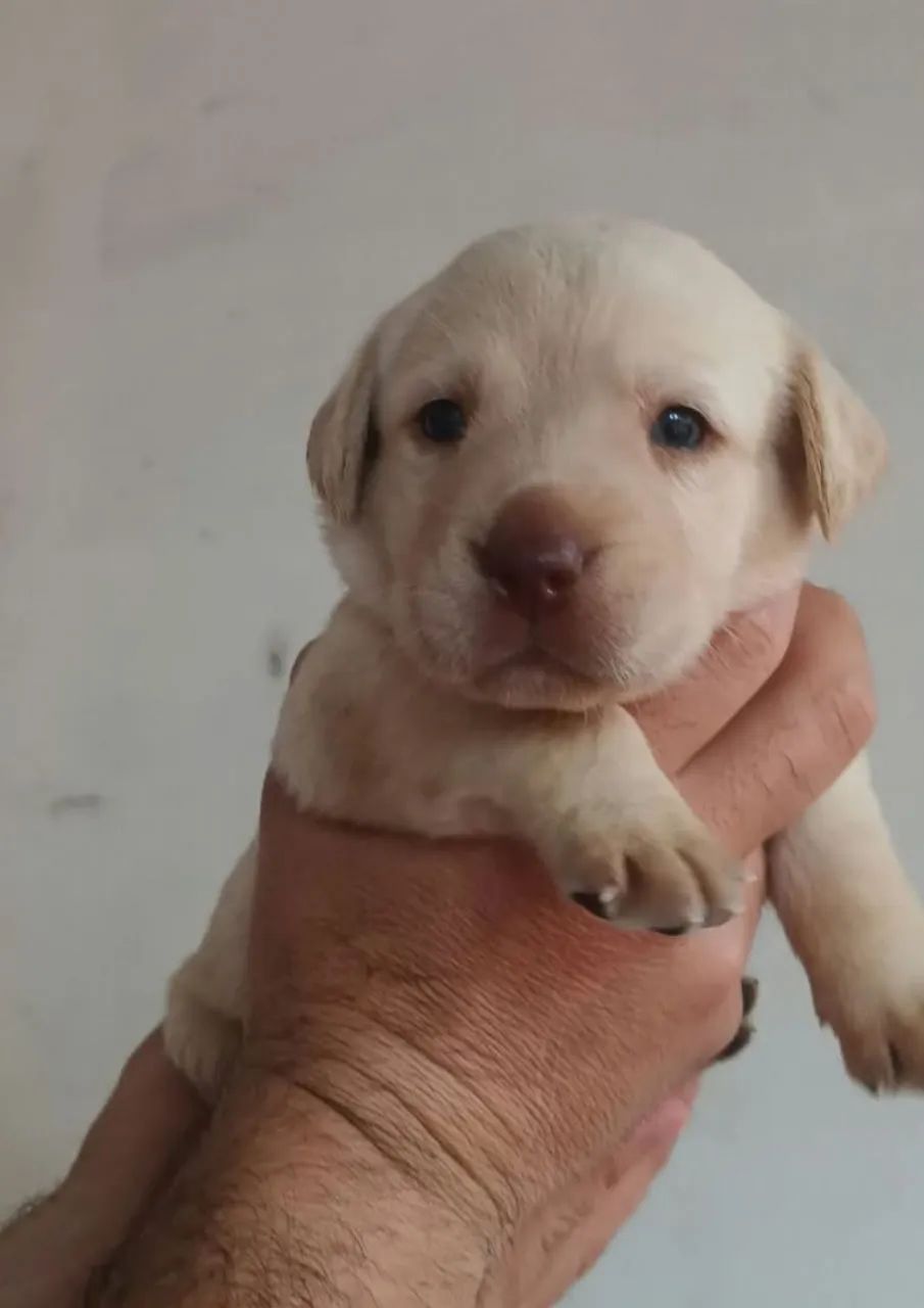Labrador  - Foto 3