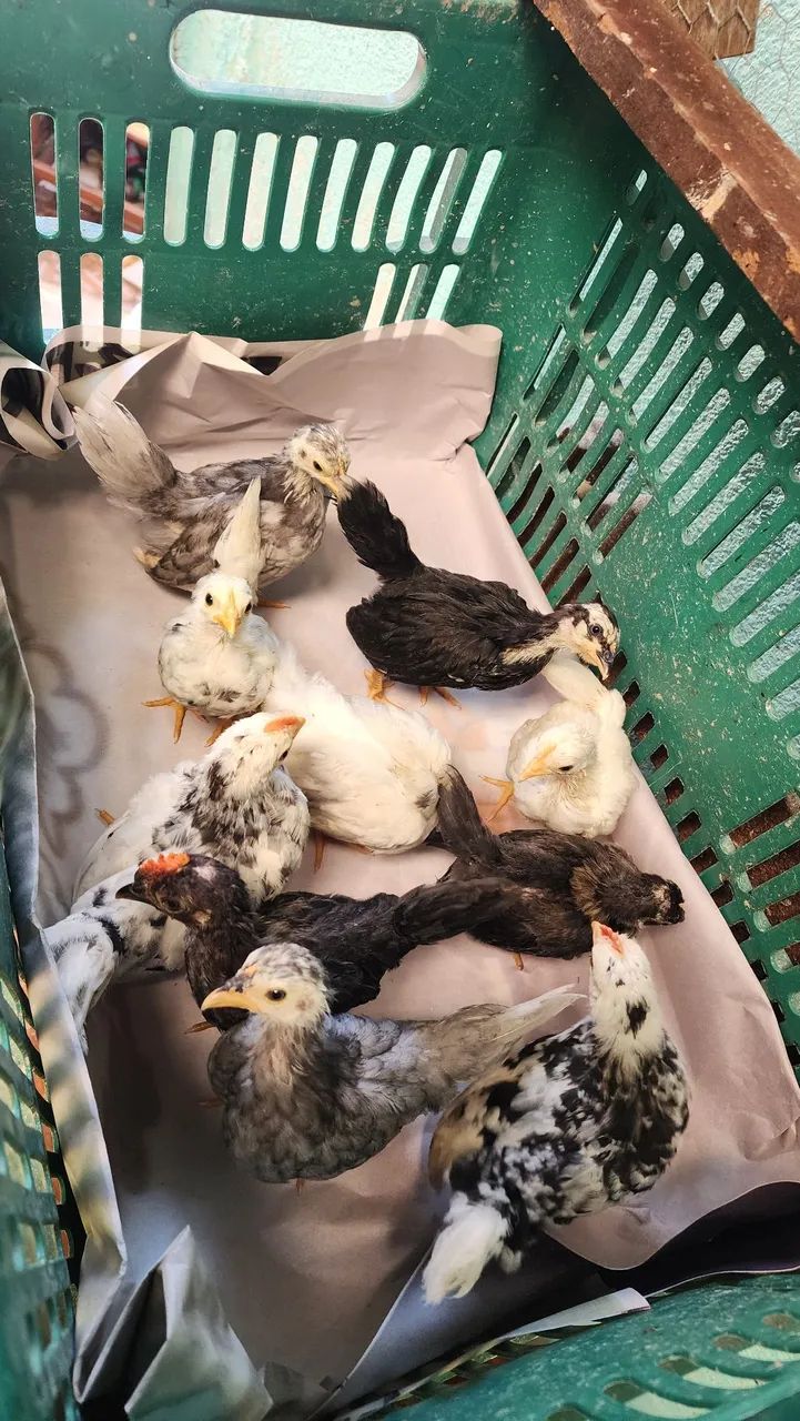 Franguinhos Nagasaki  - Foto 5