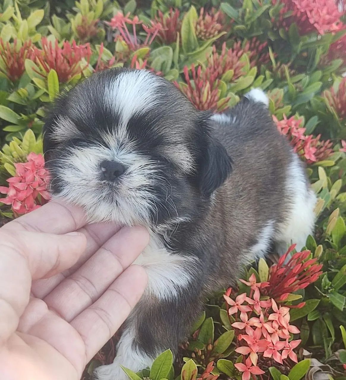 Vendo Shitzu macho micro ? - Foto 3