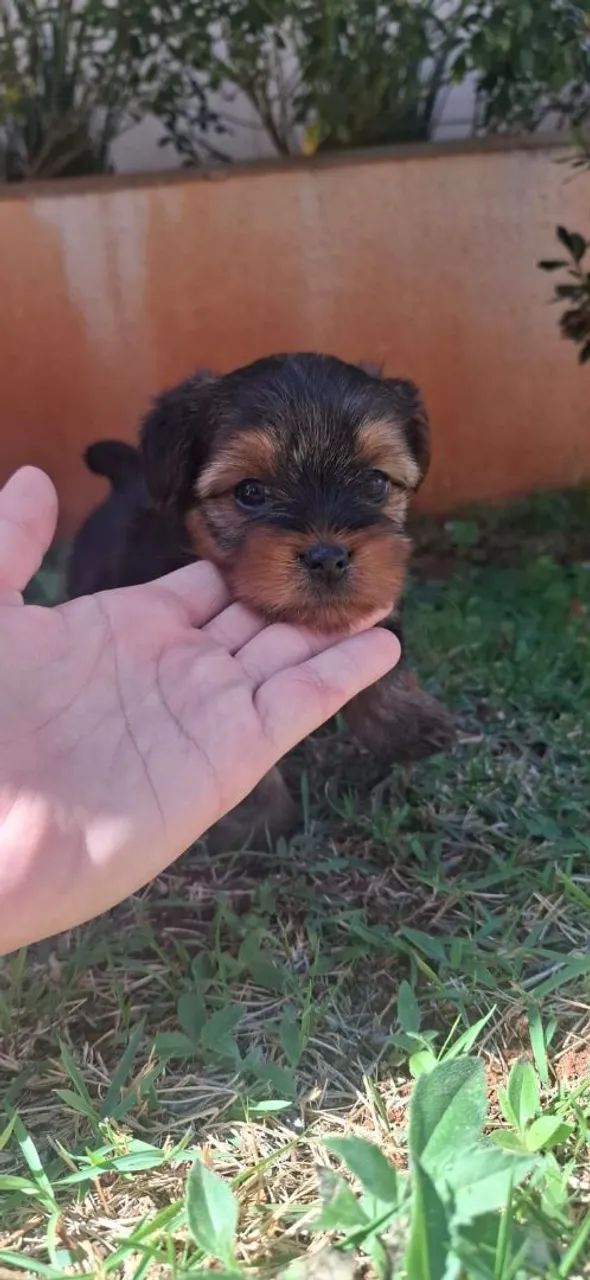 Animais  - Foto 3