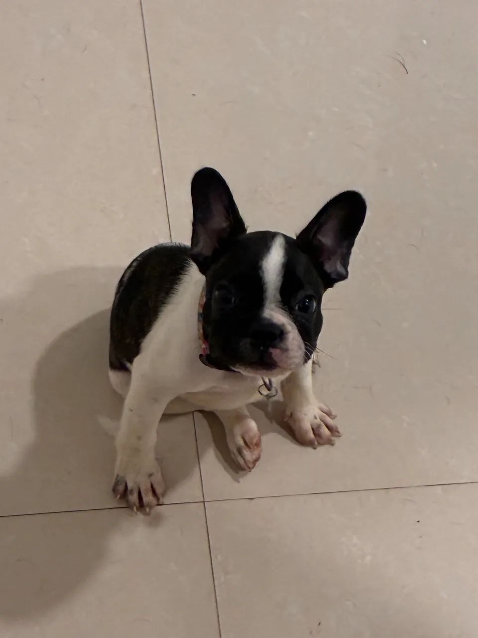 Buldogue Francês - Foto 4