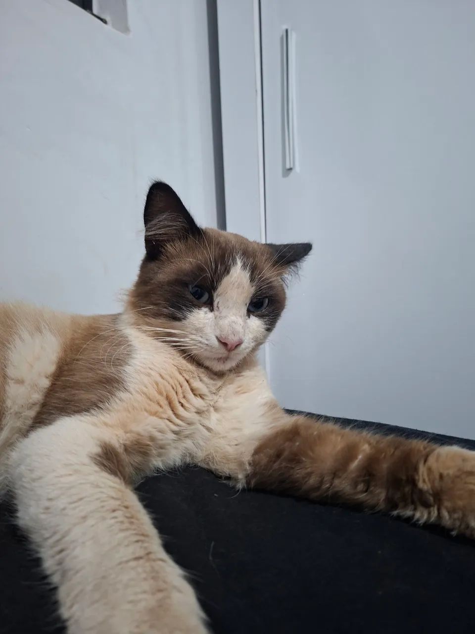 Gato macho não Castrado  - Foto 3