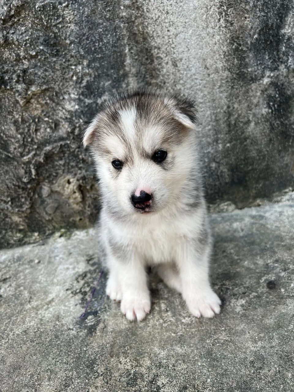 Filhotes de Husky  - Foto 4
