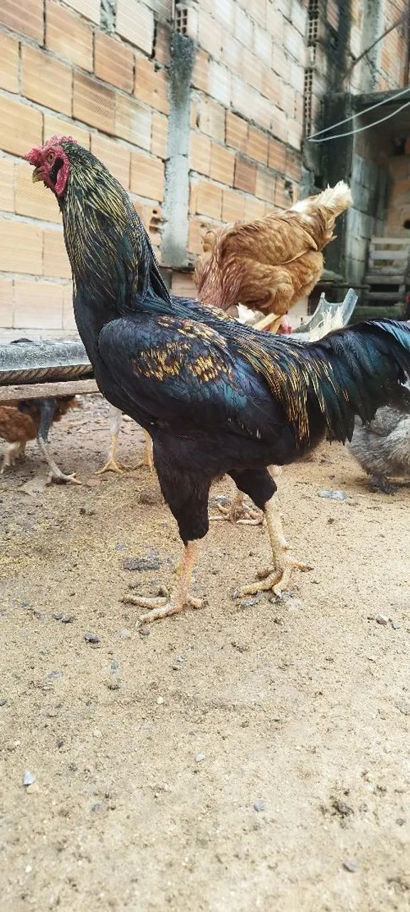 Frango caipira  - Foto 4