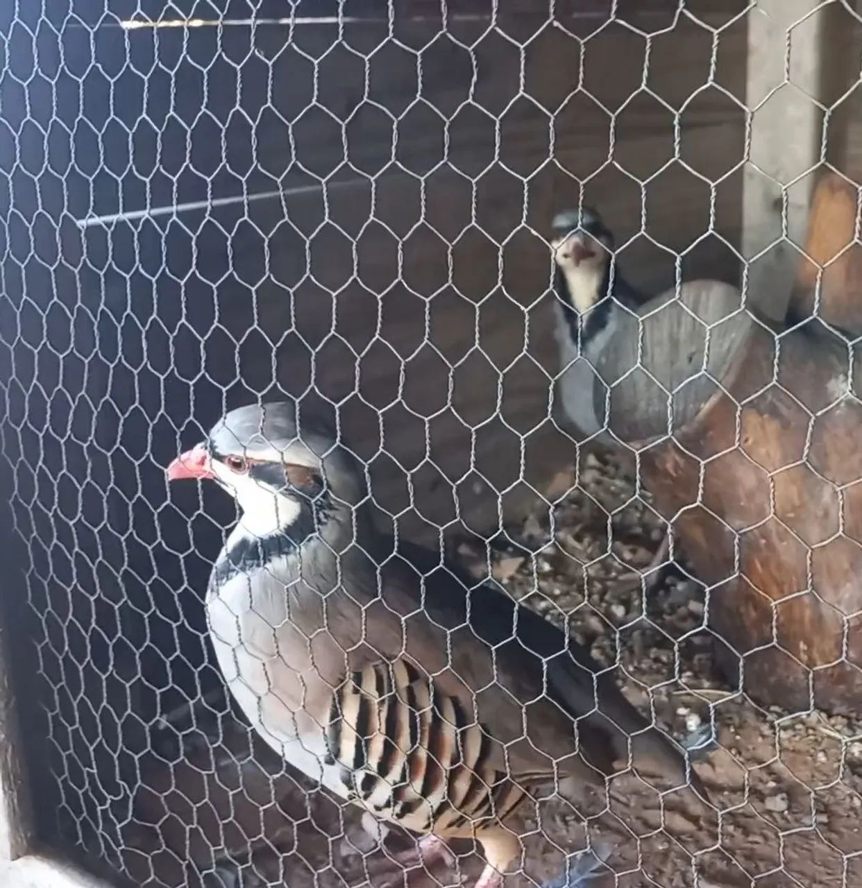 PERDIZ CHUKAR 